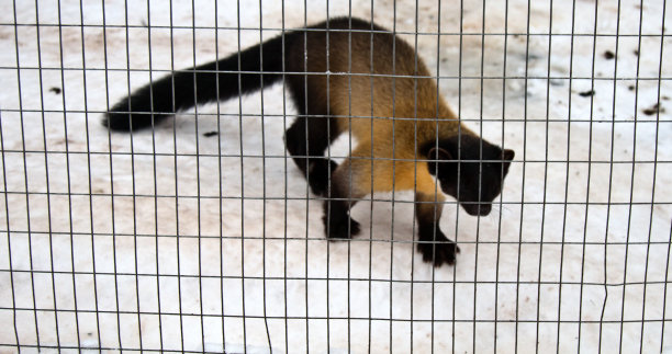 captivity