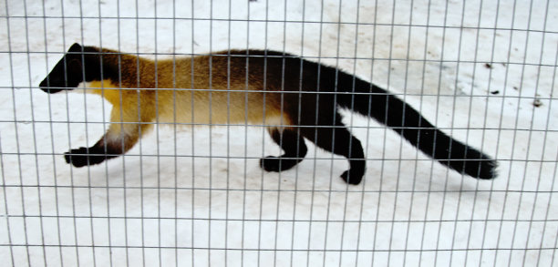 captivity