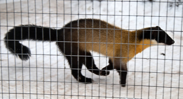 captivity