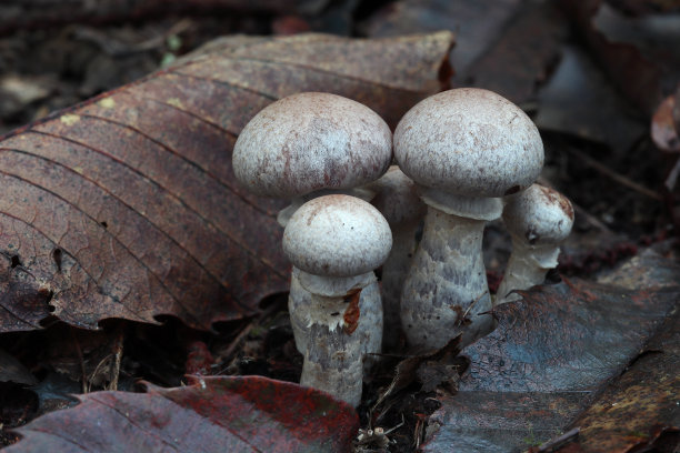 cortinarius