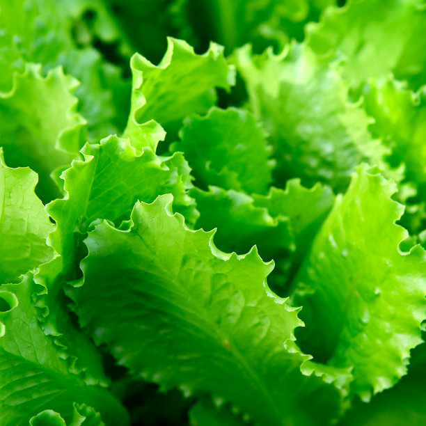 lactuca