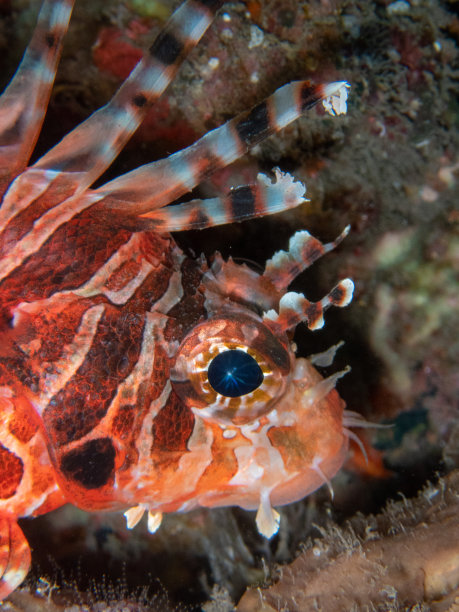 pterois