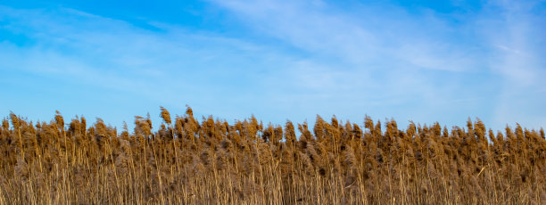 reed