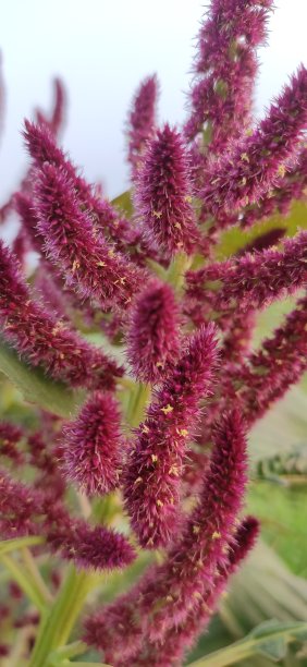 gomphrena