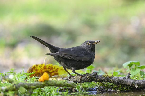 avian