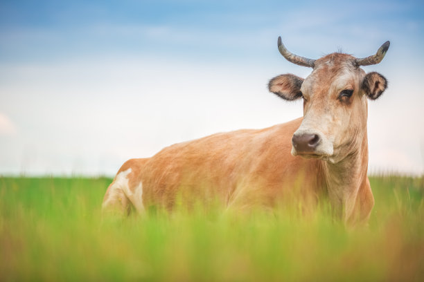cattle
