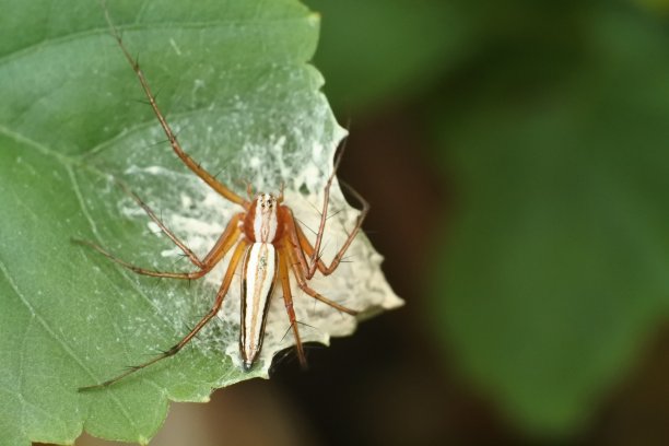 arachnid