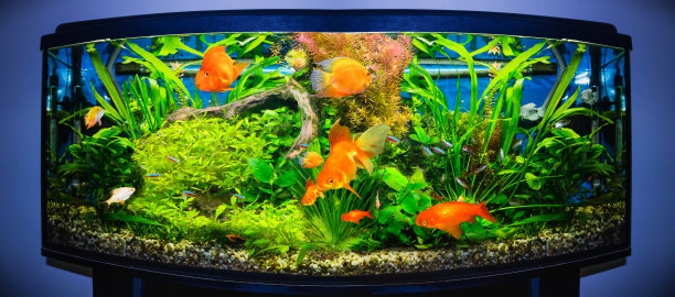 aquarium