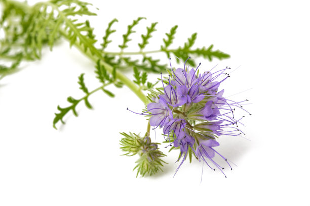 tanacetum