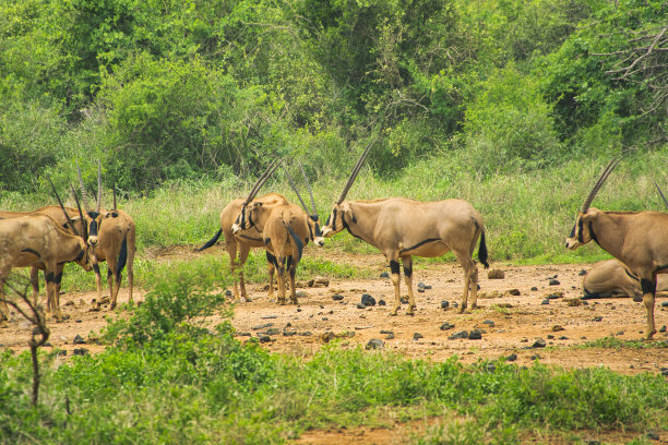 wildebeest