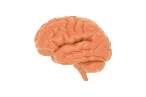 cerebrum