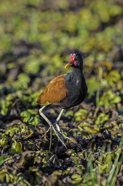 charadriiformes