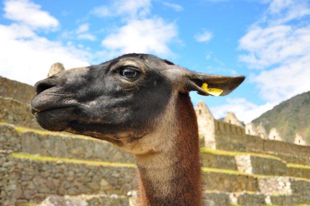llama