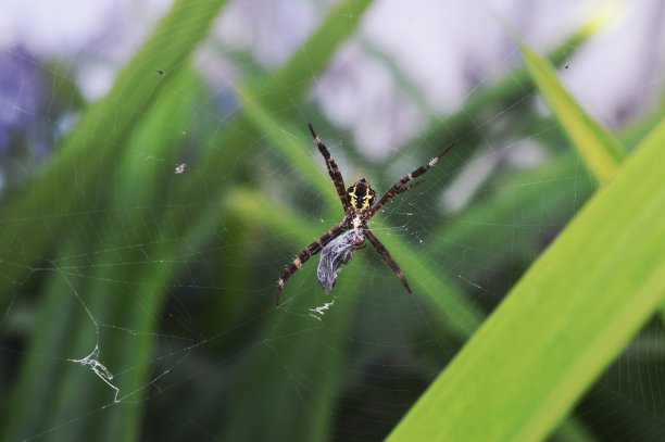 argiope