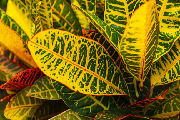 热带植物叶子抽象背景