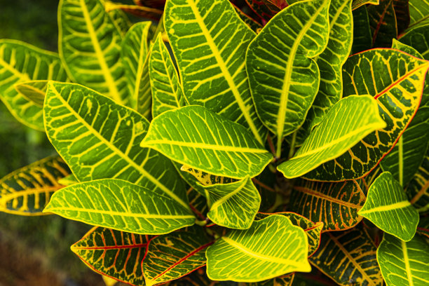 热带植物叶子抽象背景