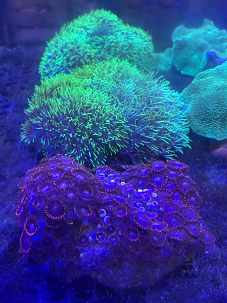 金鱼缸珊瑚景观