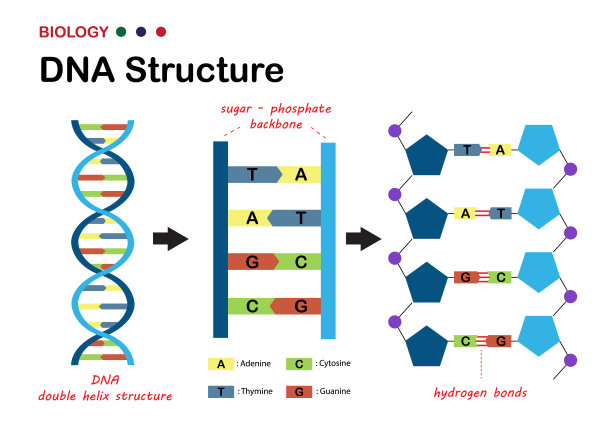 gene