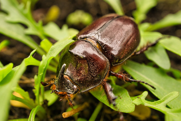 beetles