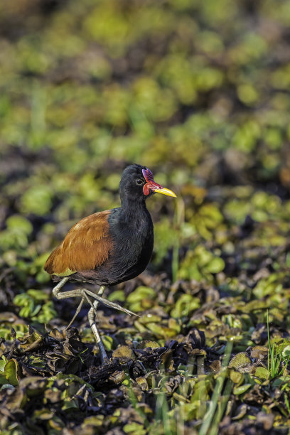 charadriiformes