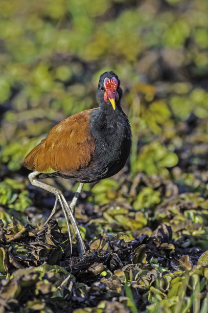 charadriiformes