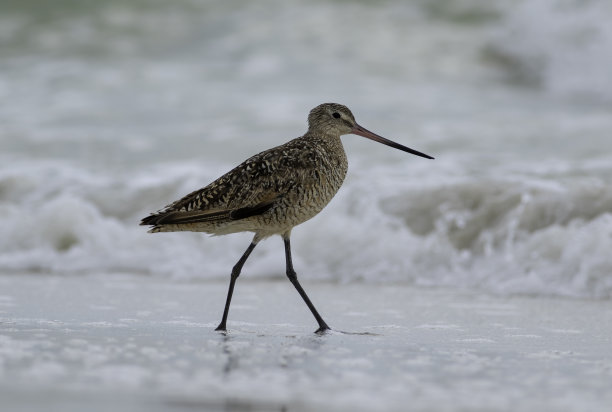 limosa