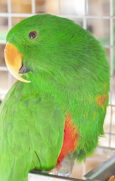 eclectus