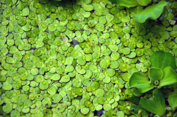 duckweed