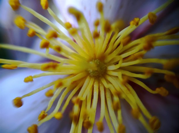 stamens