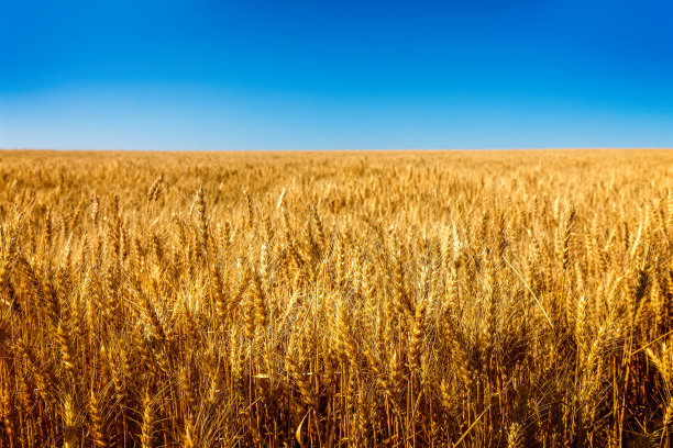 triticum