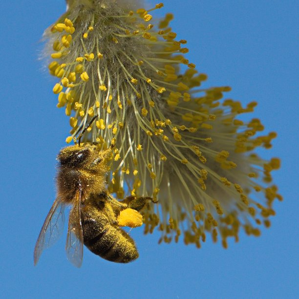 pollination