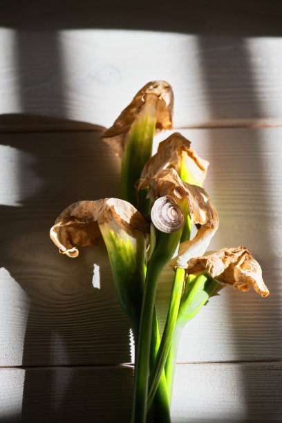 calla