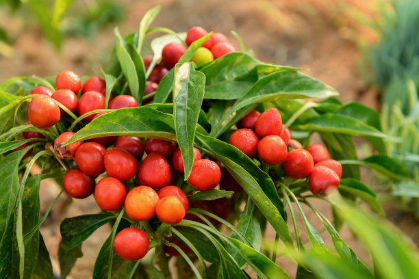 plantation