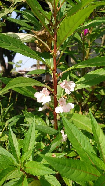 impatiens