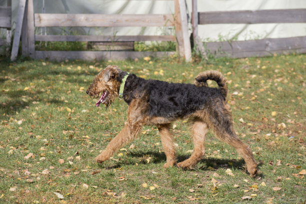 airedale