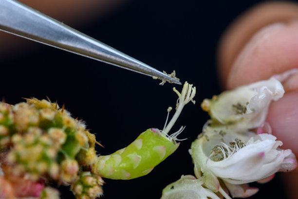 pollination