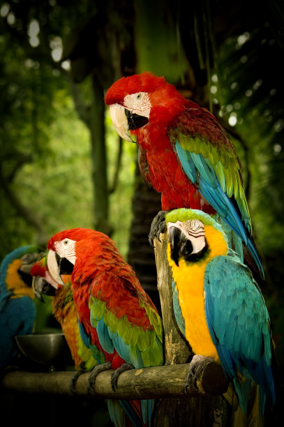macaws