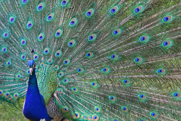 peacock