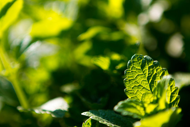 spearmint