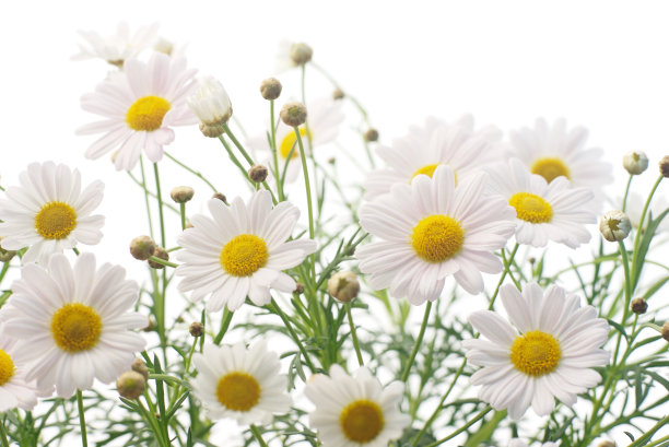 camomiles