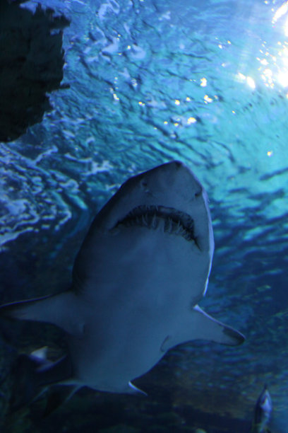 shark