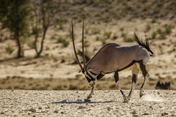 gemsbok