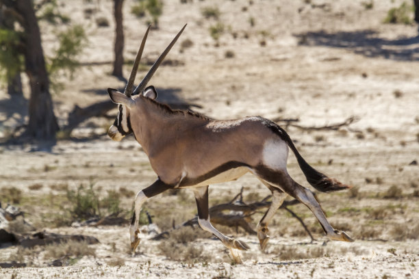 gemsbok
