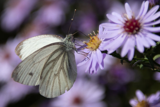 pieridae