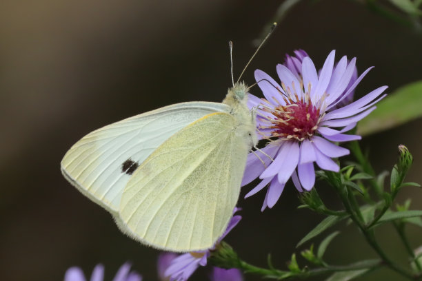 pieridae
