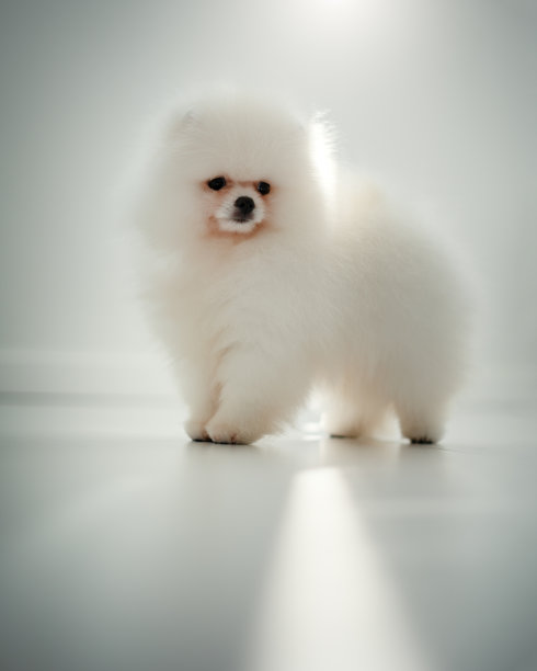 pedigree