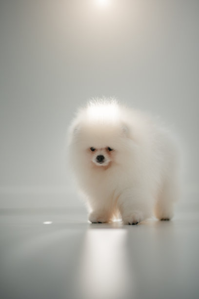 pedigree