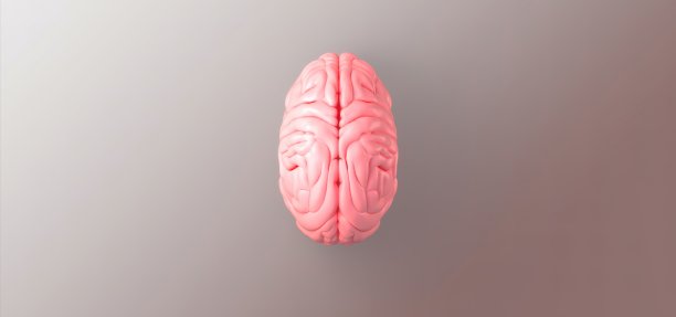 cerebrum