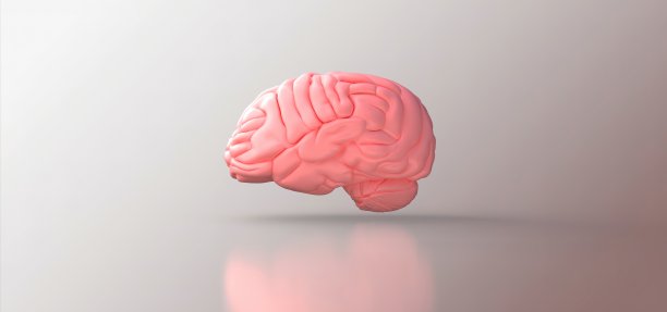 cerebrum