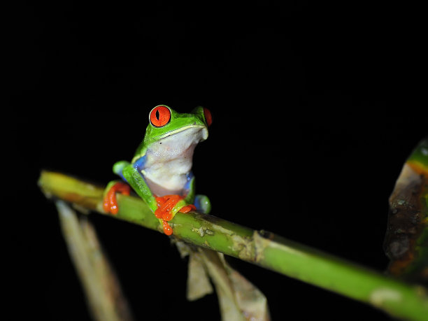 dendrobates